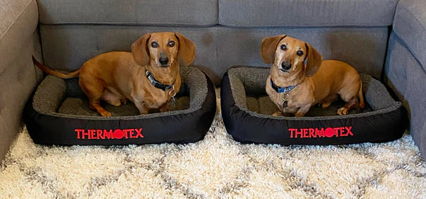 The Adventures of a Dachshund Duo and Their Fur Mom: How Thermotex Keeps This Family Moving