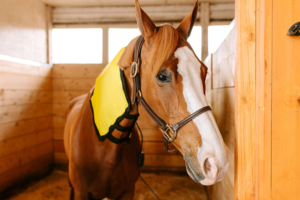 Thermotex Equine Far Infrared Heating Neck Wrap